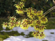 Abbildung Hamamelis