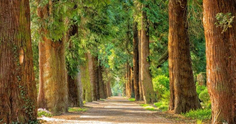 Natur ist gut für die Gesundheit und das Wohlbefinden