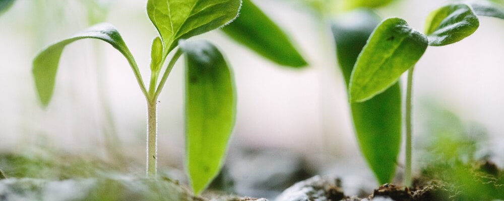 Homöopathie als umweltfreundliche Medizin