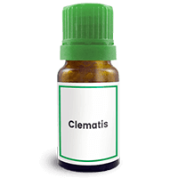 Abbildung des homöopathischen Einzelmittels Clematis