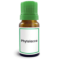 Abbildung des homöopathischen Einzelmittels Phytolacca