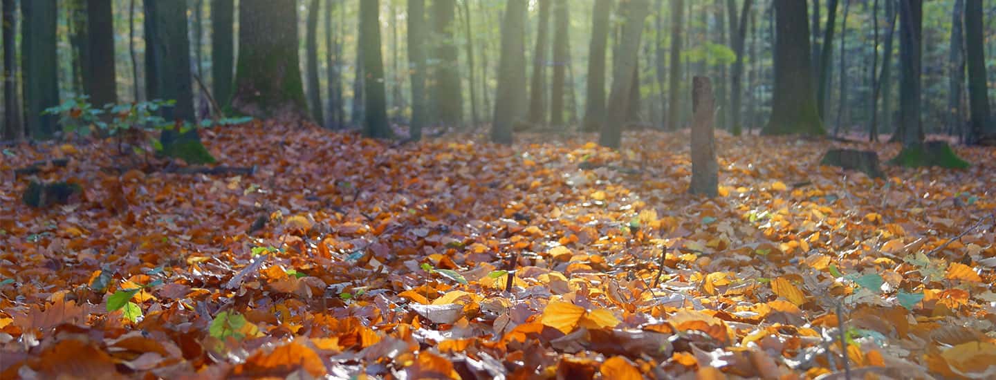 Mit Homöopathie fit durch den Herbst Fit durch den Herbst mit Hilfe der Homöopathie